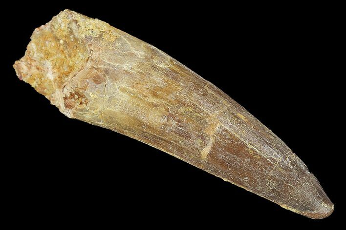 Spinosaurus Tooth - Real Dinosaur Tooth #134475